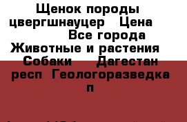 Щенок породы  цвергшнауцер › Цена ­ 30 000 - Все города Животные и растения » Собаки   . Дагестан респ.,Геологоразведка п.